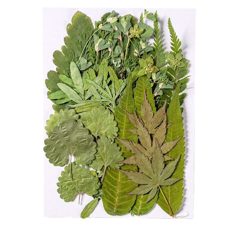 1Set 35 Buah Herbarium Daun Ca - Home Bathroom Exhaust Fan ulasan dan harga