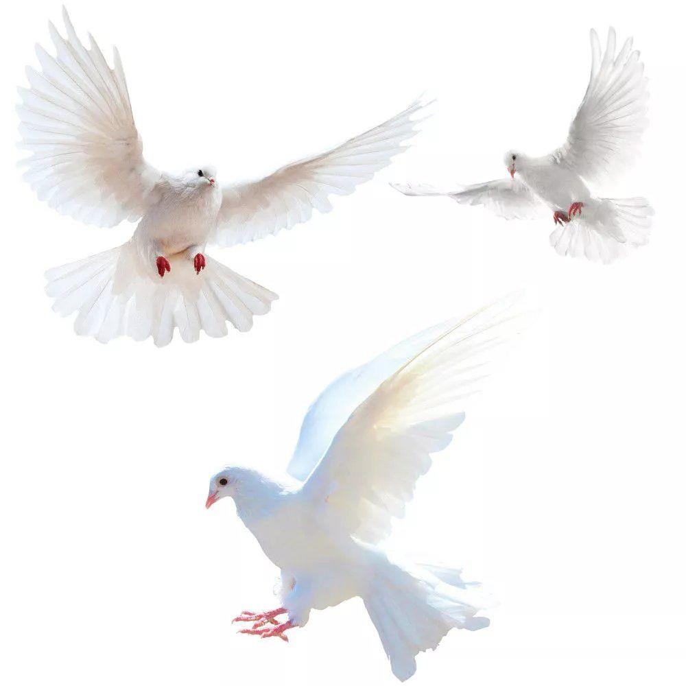 Stiker dinding merpati perdama - Zara Home Bathroom Accessories ulasan dan harga