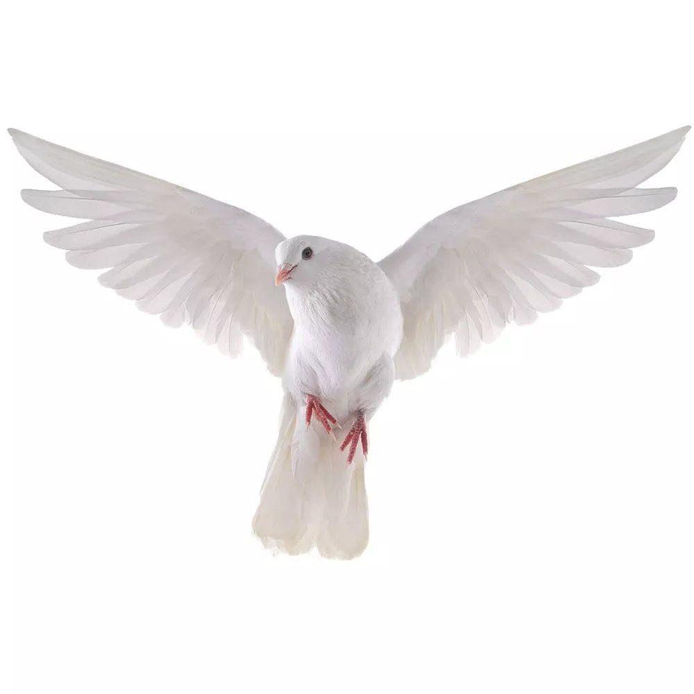 Stiker dinding merpati perdama - Zara Home Bathroom Accessories ulasan dan harga